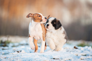 shutterstock_234785815
